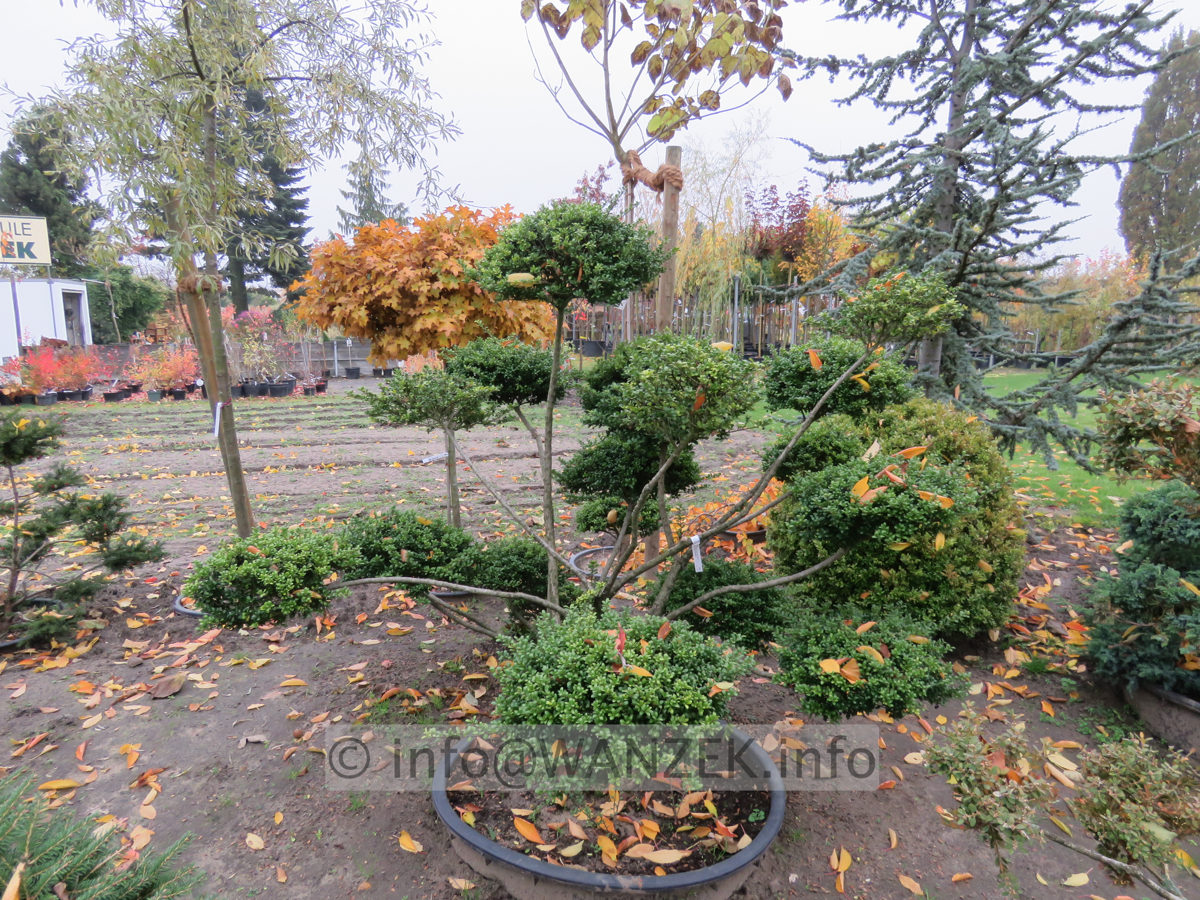 Ilex crenata Convexa - Formgehoelz 01.JPG